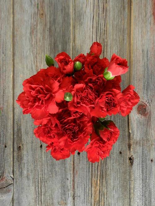 RED MINI CARNATIONS